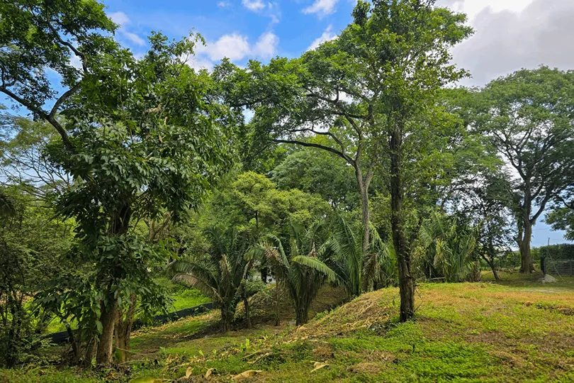 Mandi Properties