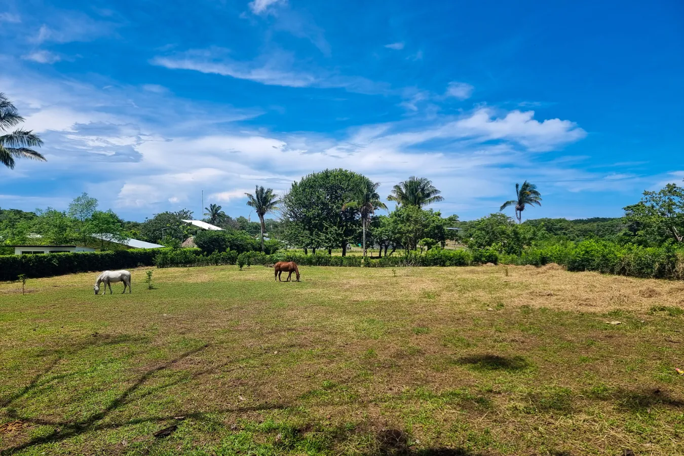 The Real Pura Vida Lot 1