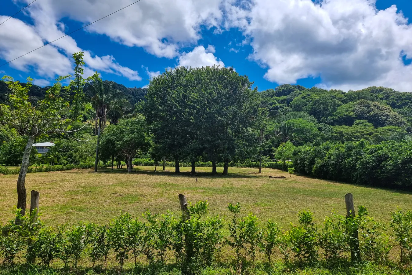The Real Pura Vida Lot 2